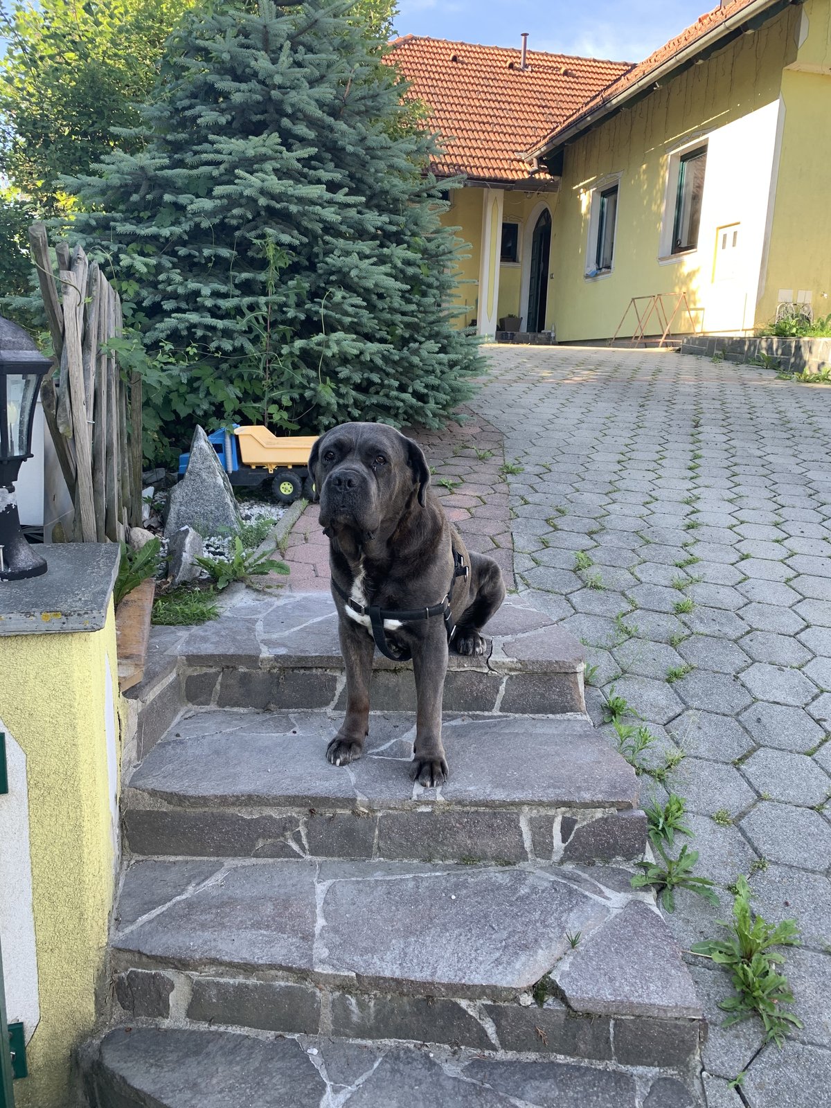 Pred domačo hišo